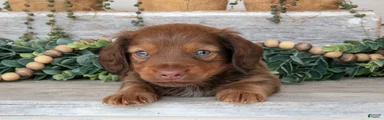 Tucker