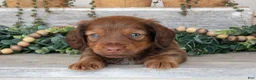 Miniature Dachshund dogs for sale: Tucker - Ad 1