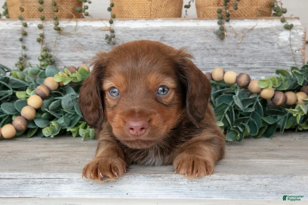 Miniature Dachshund dogs for sale: Tucker - Ad 1