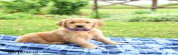 Golden Retriever dogs for sale: Cassidy - Ad 3