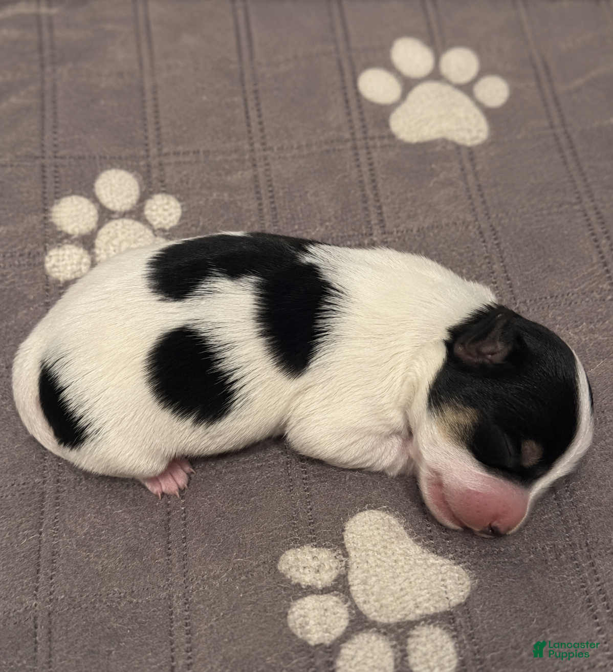 Yorkshire Terrier dogs for sale: Parti yorkie  - Ad 3
