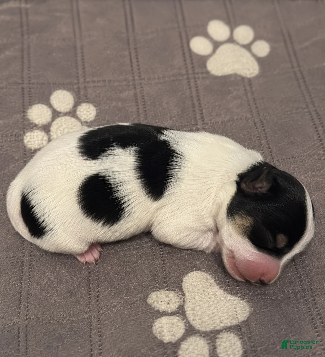 Yorkshire Terrier dogs for sale: Parti yorkie  - Ad 1
