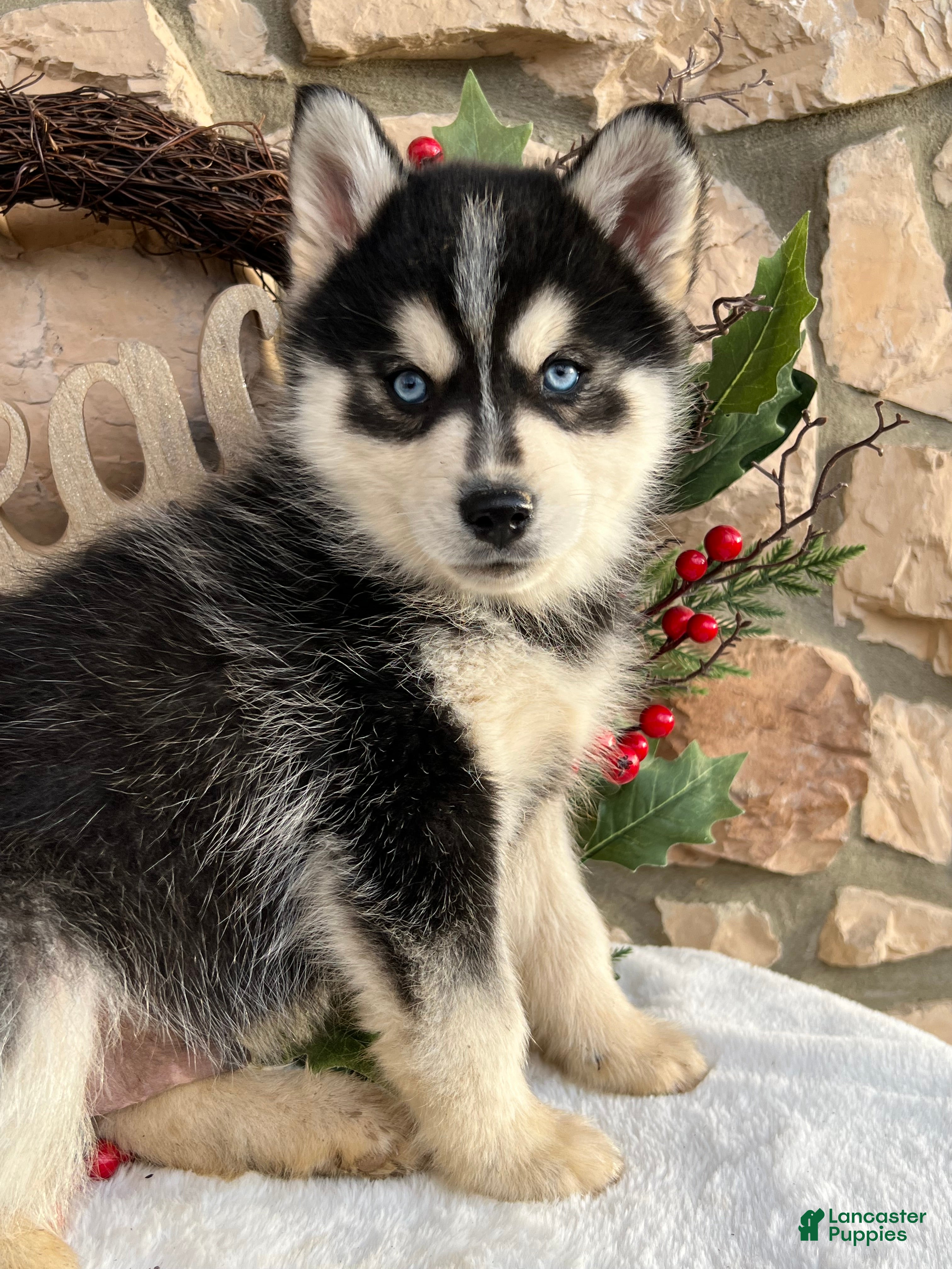 Pomsky dogs Feliz - Ad 33