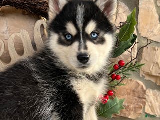 Pomsky dogs Feliz - Ad 26