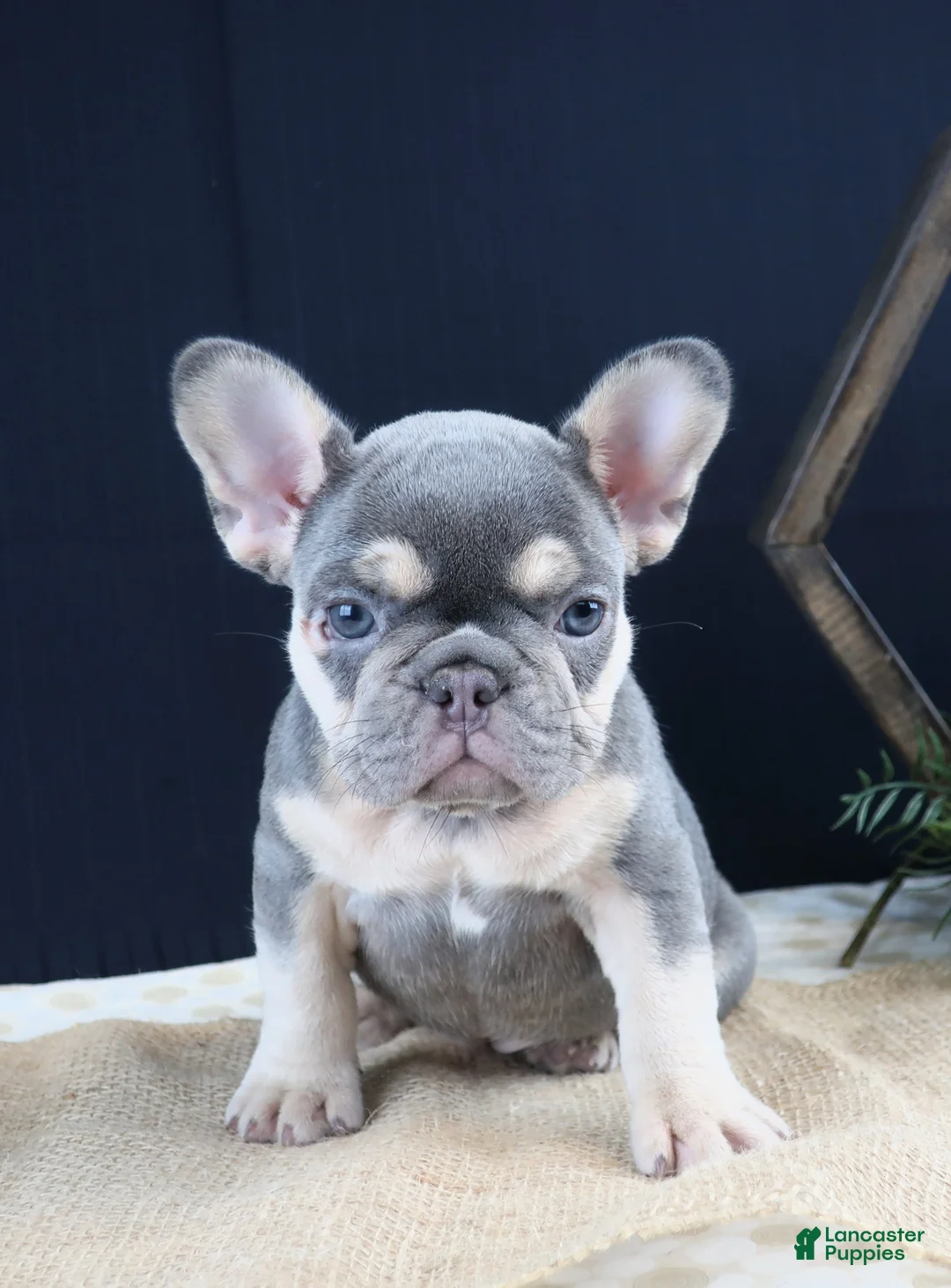 French Bulldog dogs for sale: Kate - Ad 1