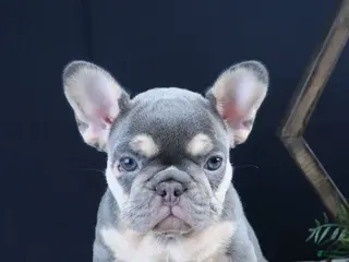French Bulldog dogs for sale: Kate - Ad 2