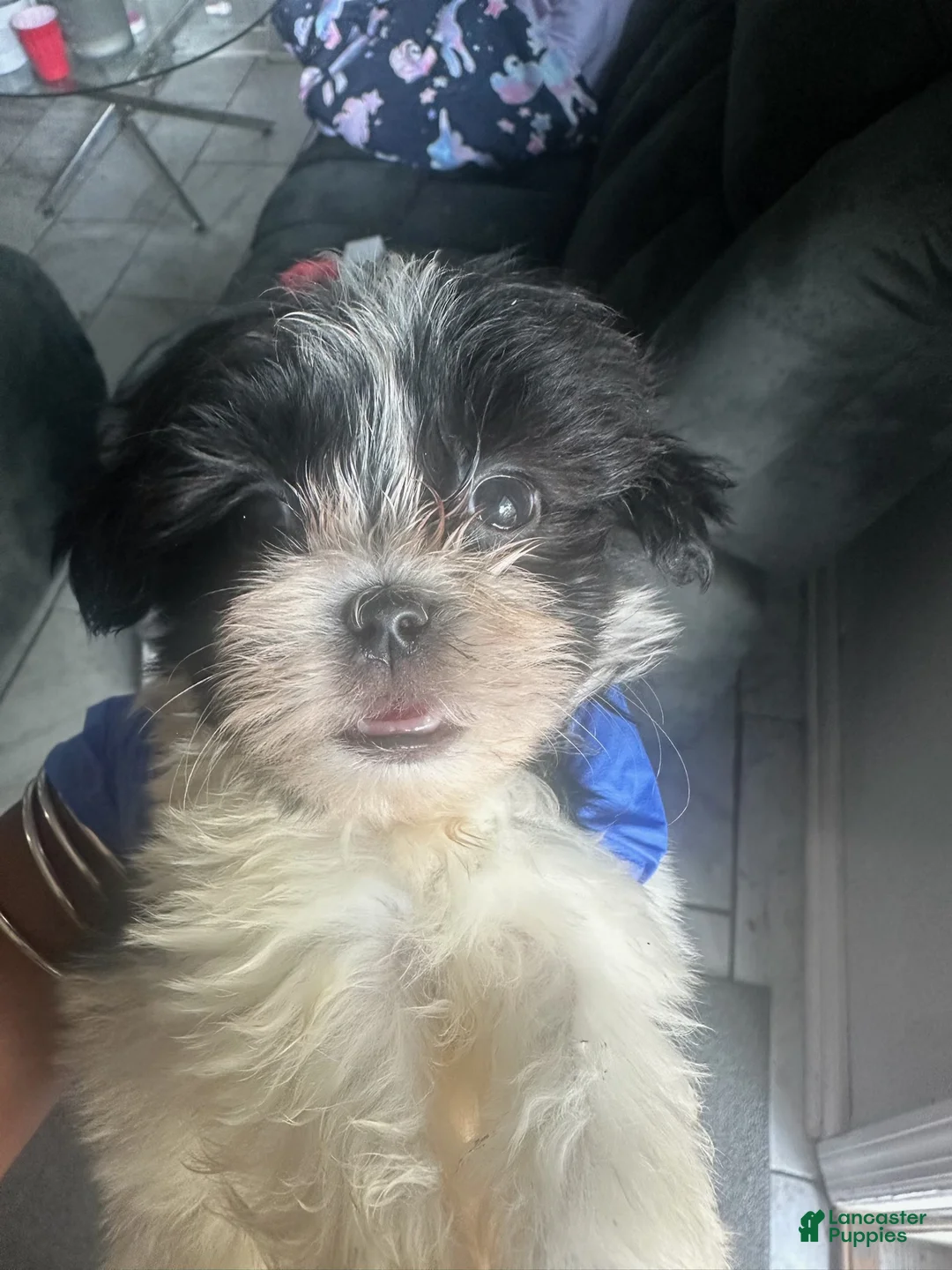 Malshi dogs for sale: Malshi 1 - Ad 1