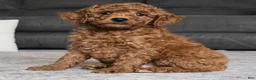 Miniature Poodle dogs for sale: Chase - Ad 9