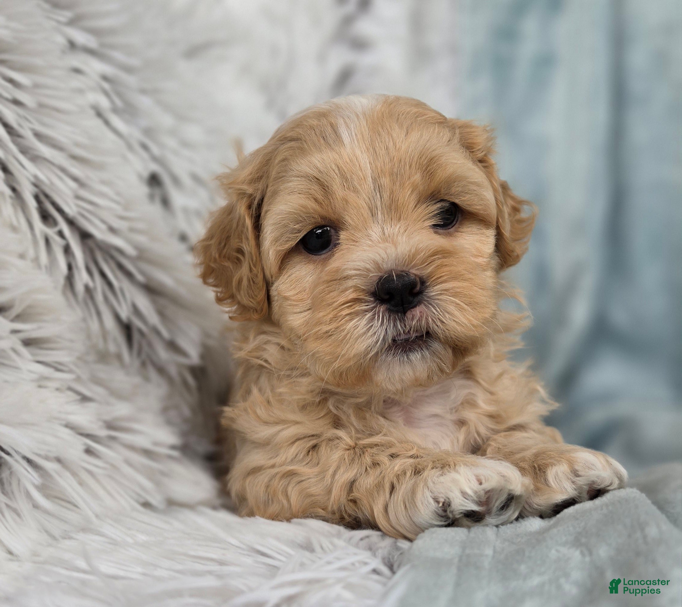 Shihpoo dogs Biscuit - Ad 1