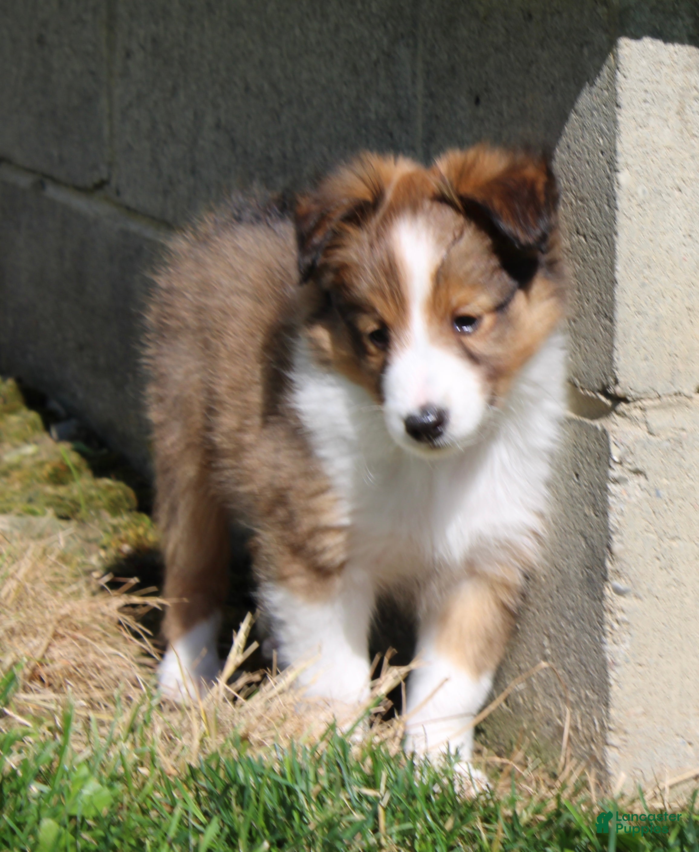 Shetland Sheepdog dogs Sibelius - Ad 1