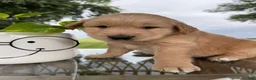Golden Retriever dogs for sale: Fletcher - Ad 18