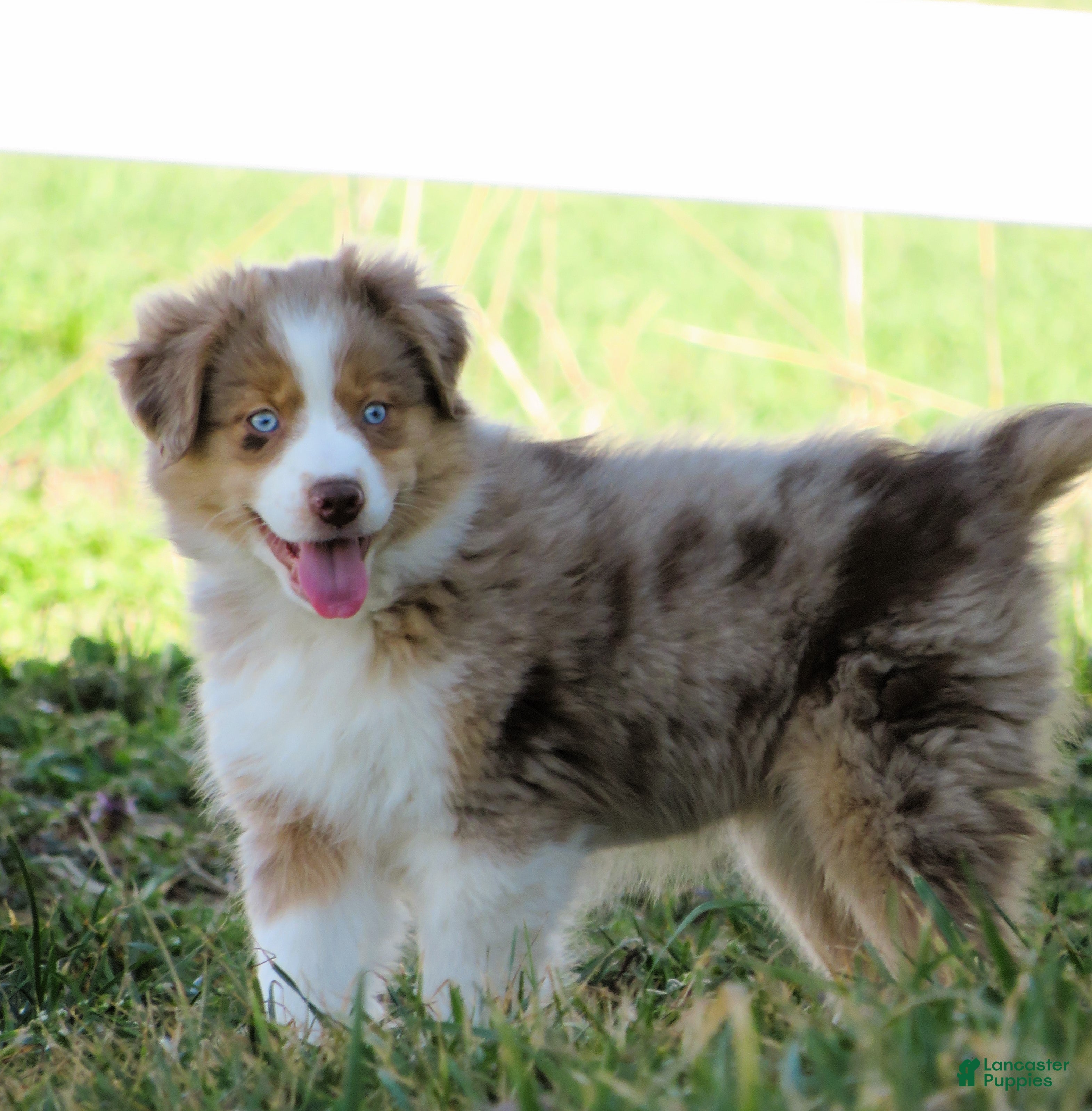 Australian Shepherd dogs Opal - Ad 1