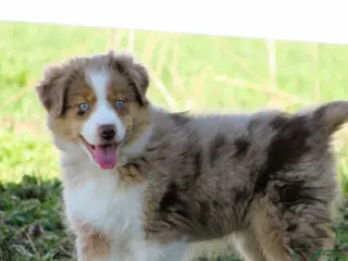 Australian Shepherd dogs for sale: Opal - Ad 2