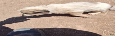 SOLD Working Anatolian Pyrenees Great Pyrenees Puppy