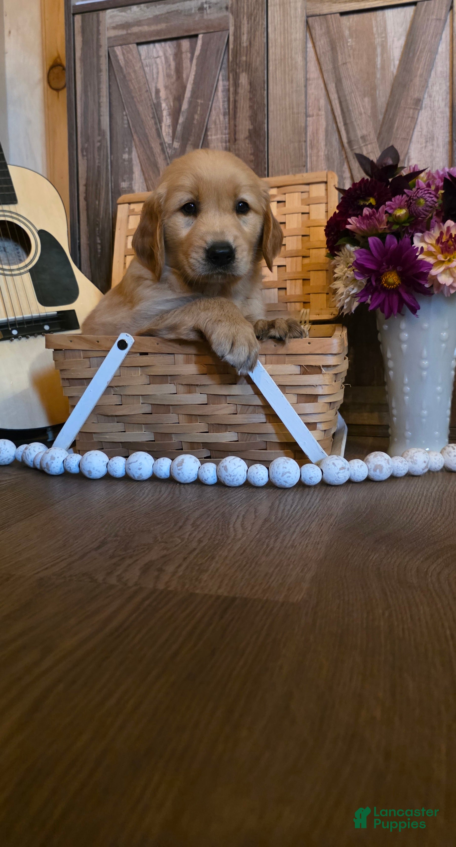 Golden Retriever dogs  Teddy - Ad 1