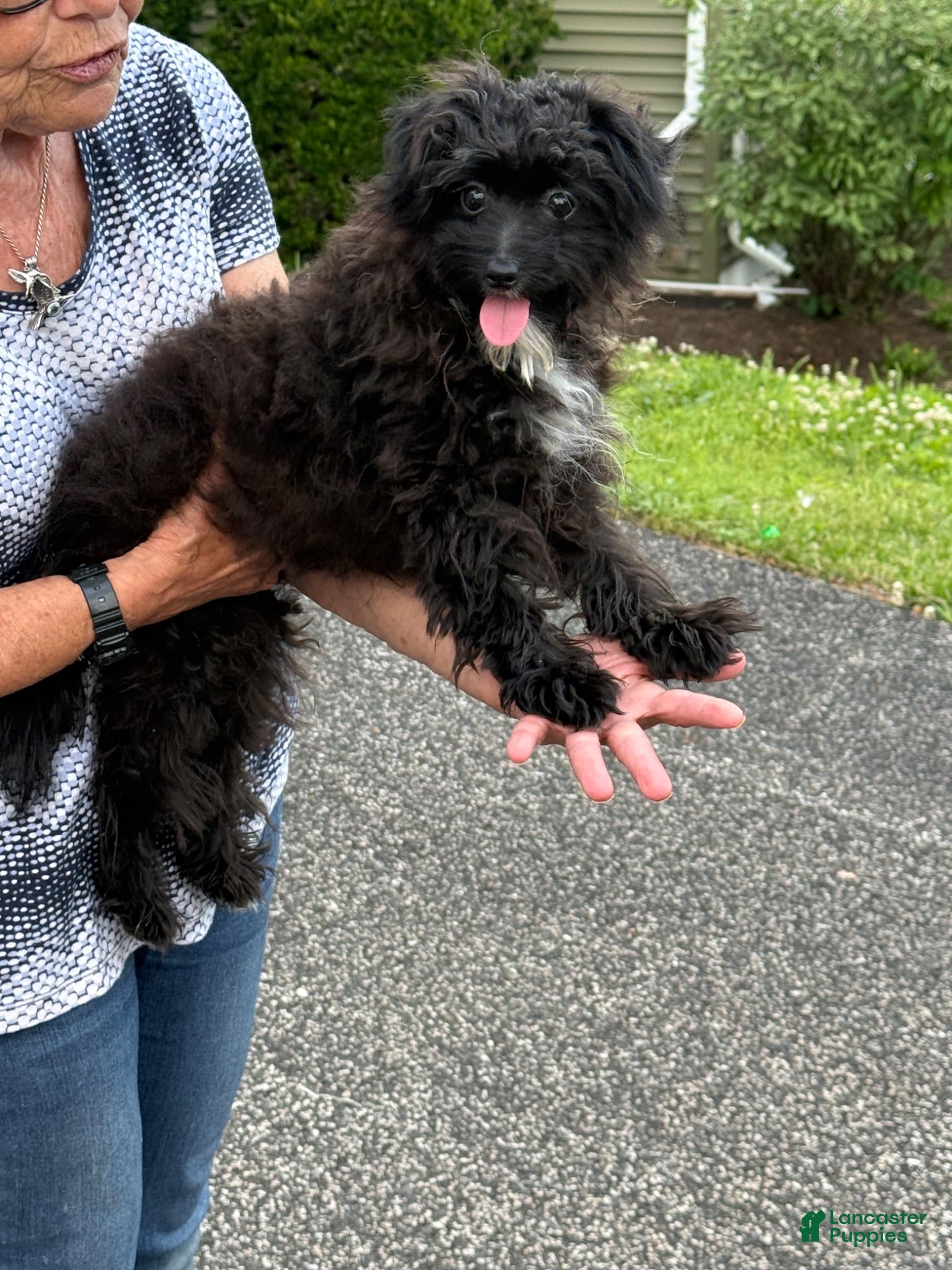 Pomapoo dogs Pomapoo 1 - Ad 2