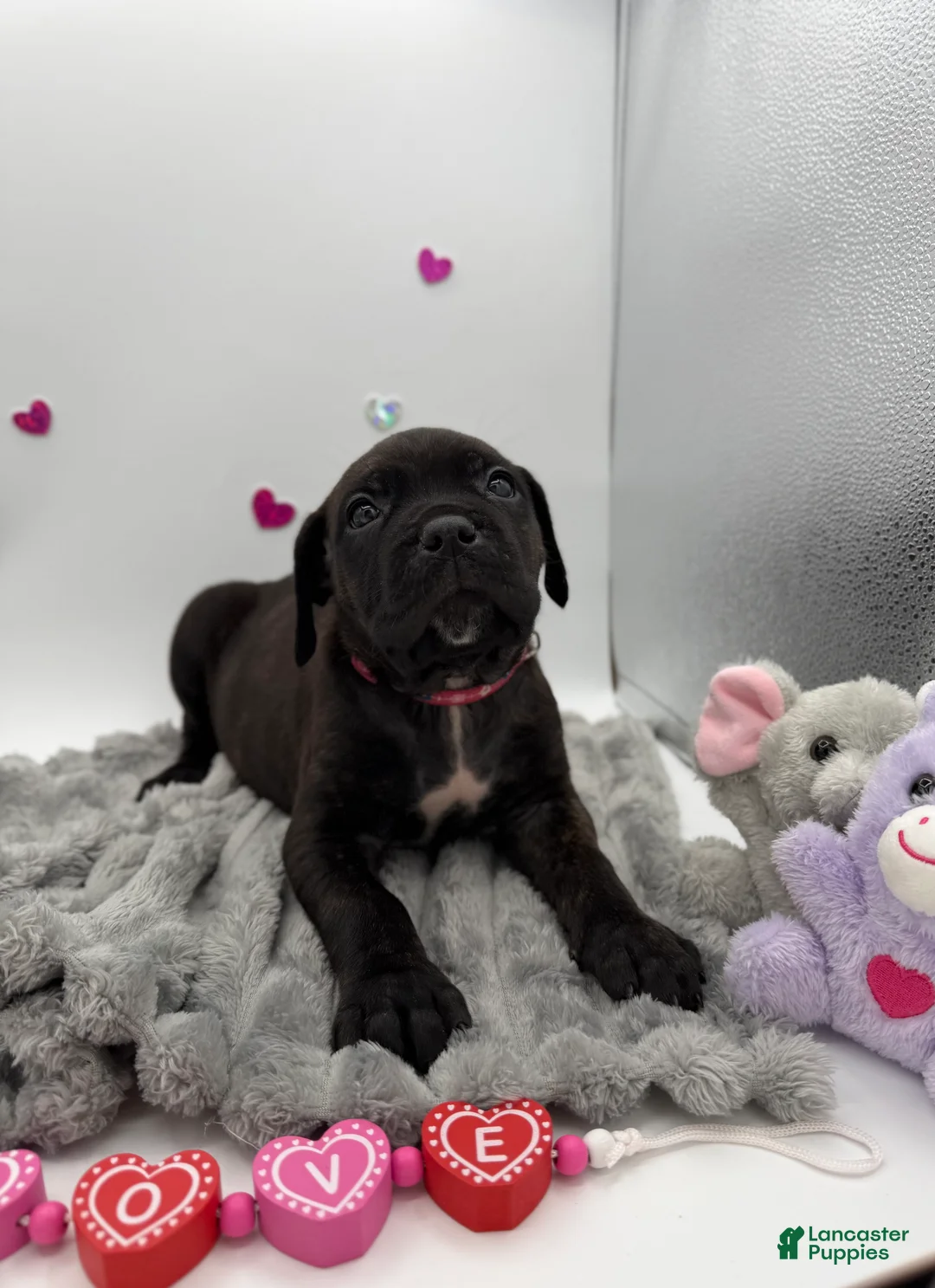 Cane Corso dogs for sale: Cane Corso Puppy 8 - Ad 9