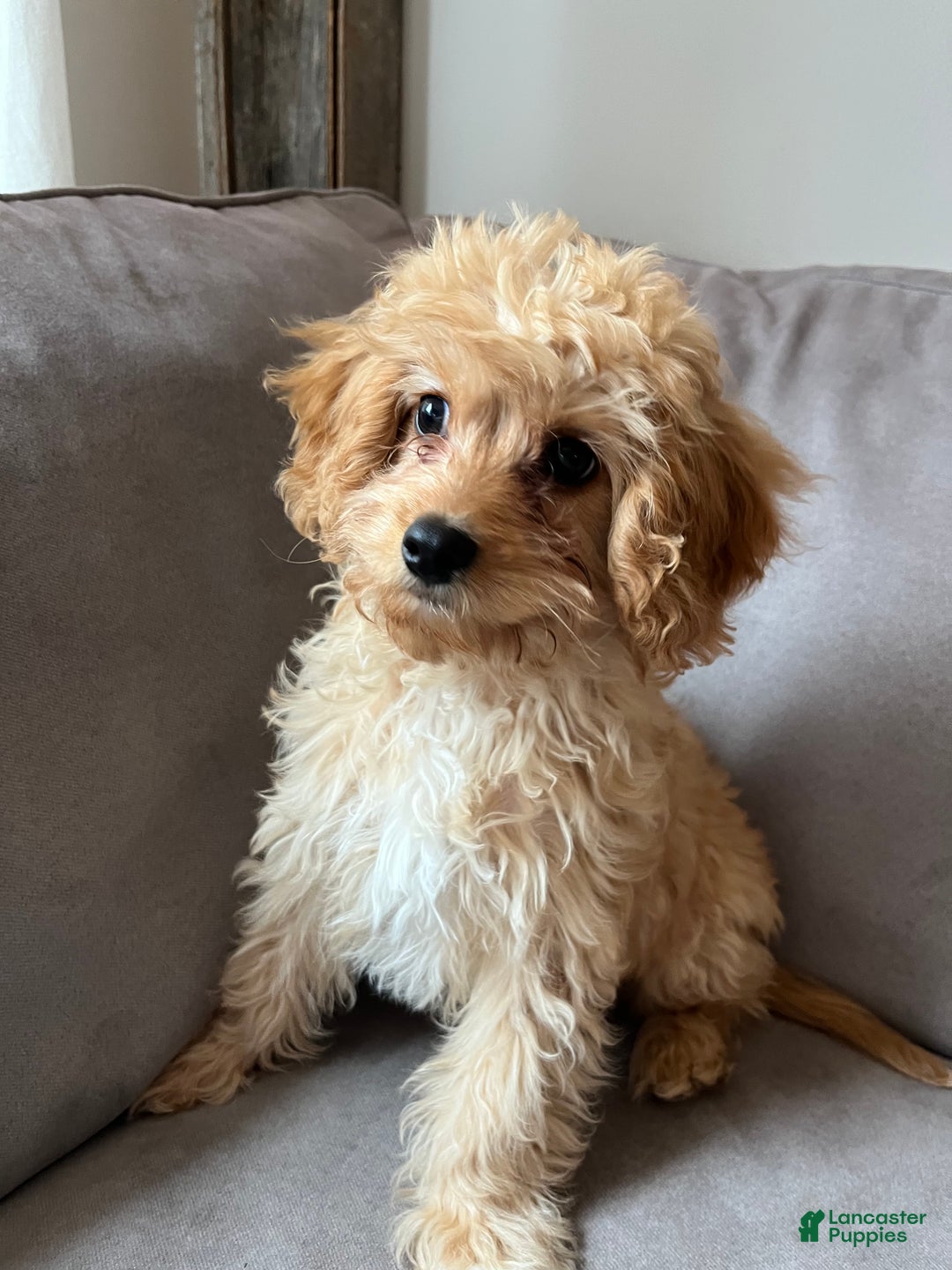 Cavapoo dogs for sale: Mason - Ad 5