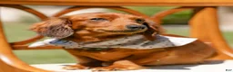 Miniature Dachshund dogs for sale: Indy  - Ad 1