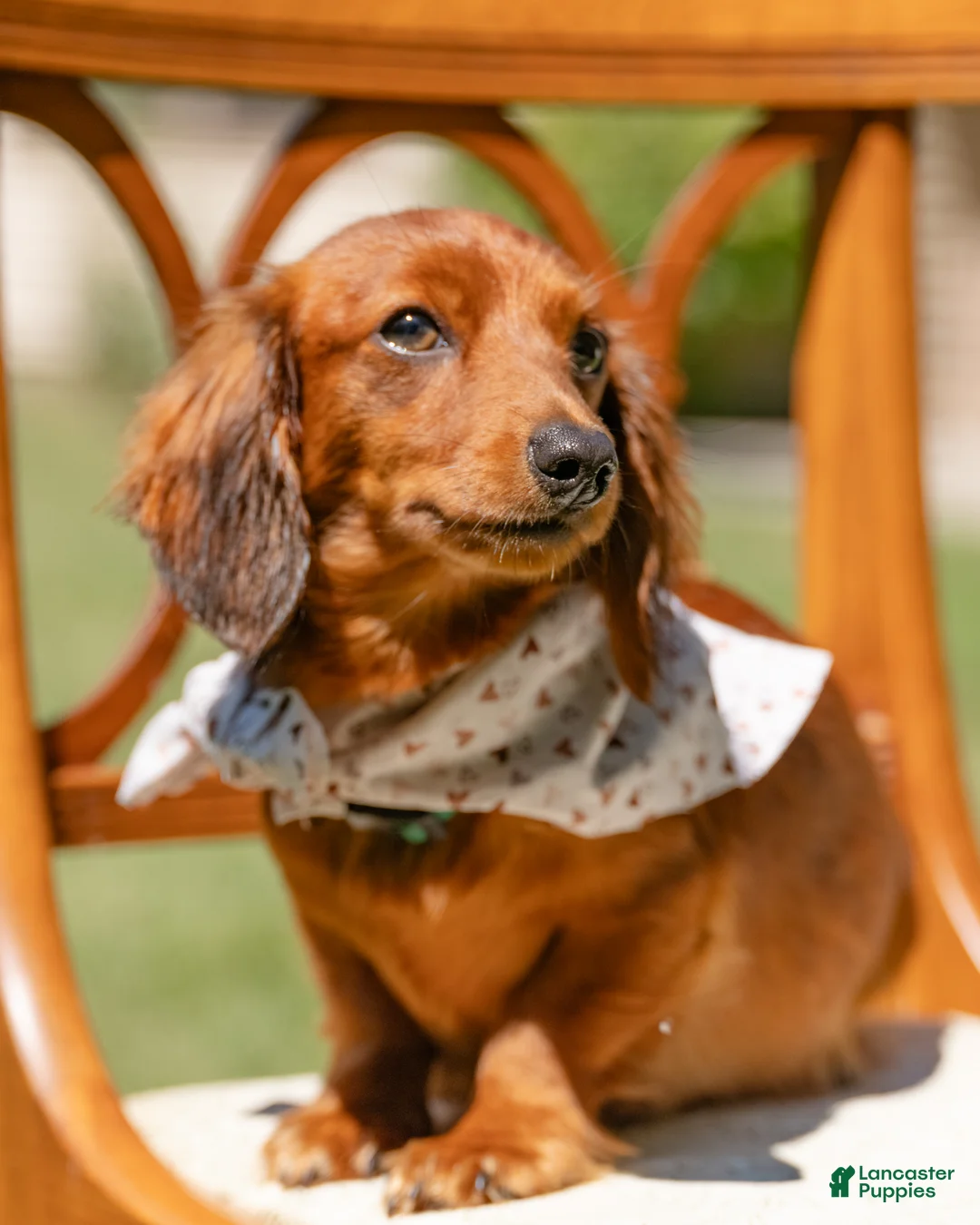 Miniature Dachshund dogs for sale: Indy  - Ad 1
