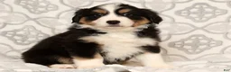 Miniature Australian Shepherd dogs for sale: Turbo - Ad 9