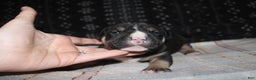American Bully dogs for sale: Moose  - Ad 11