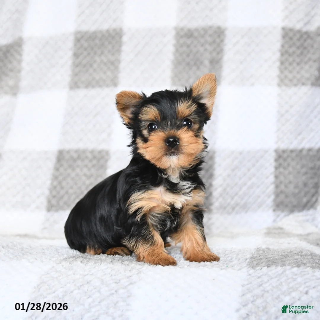 Yorkshire Terrier dogs for sale: Blake - Ad 2