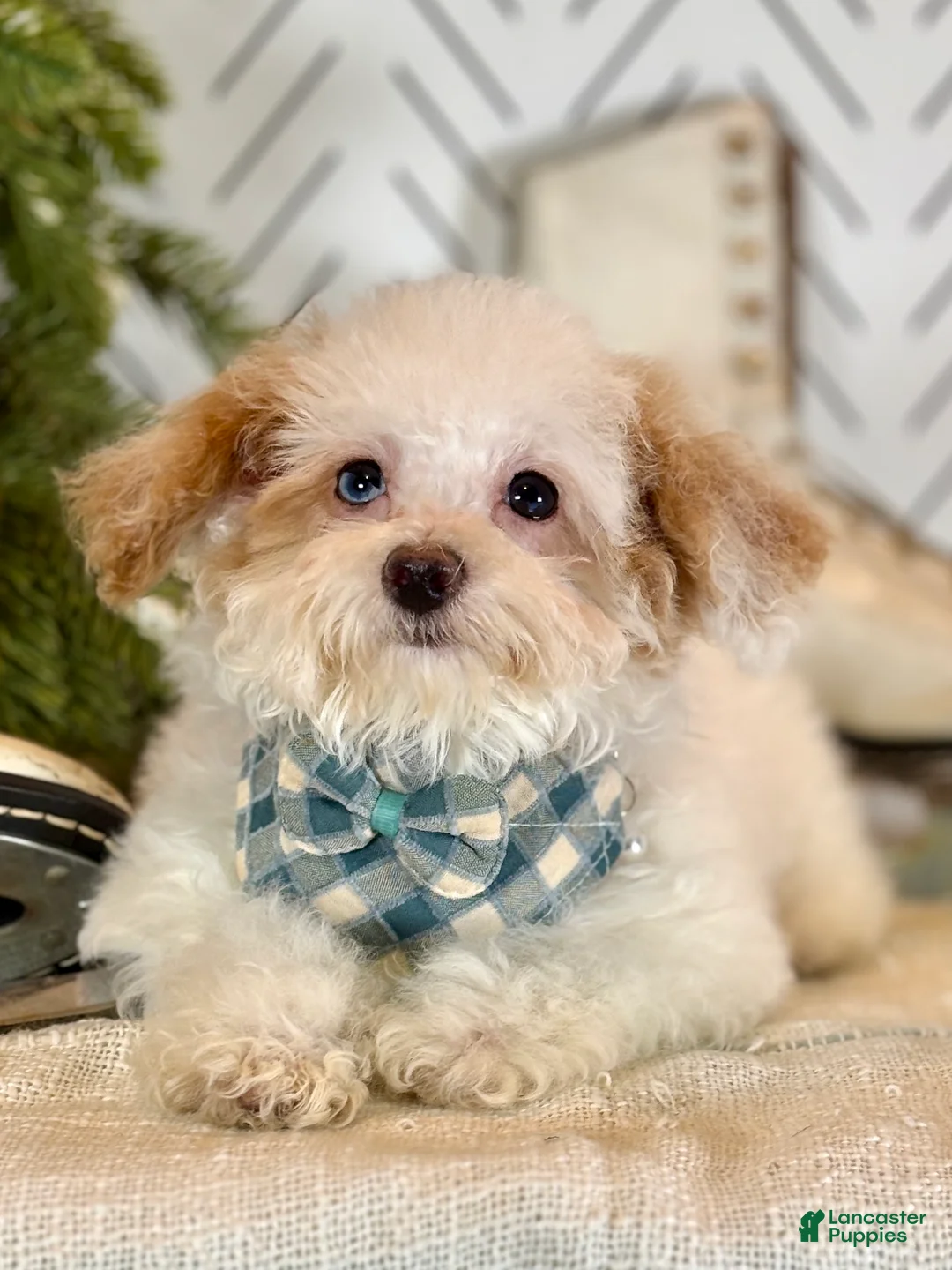 Toy Poodle dogs for sale: Blizzard - Ad 2