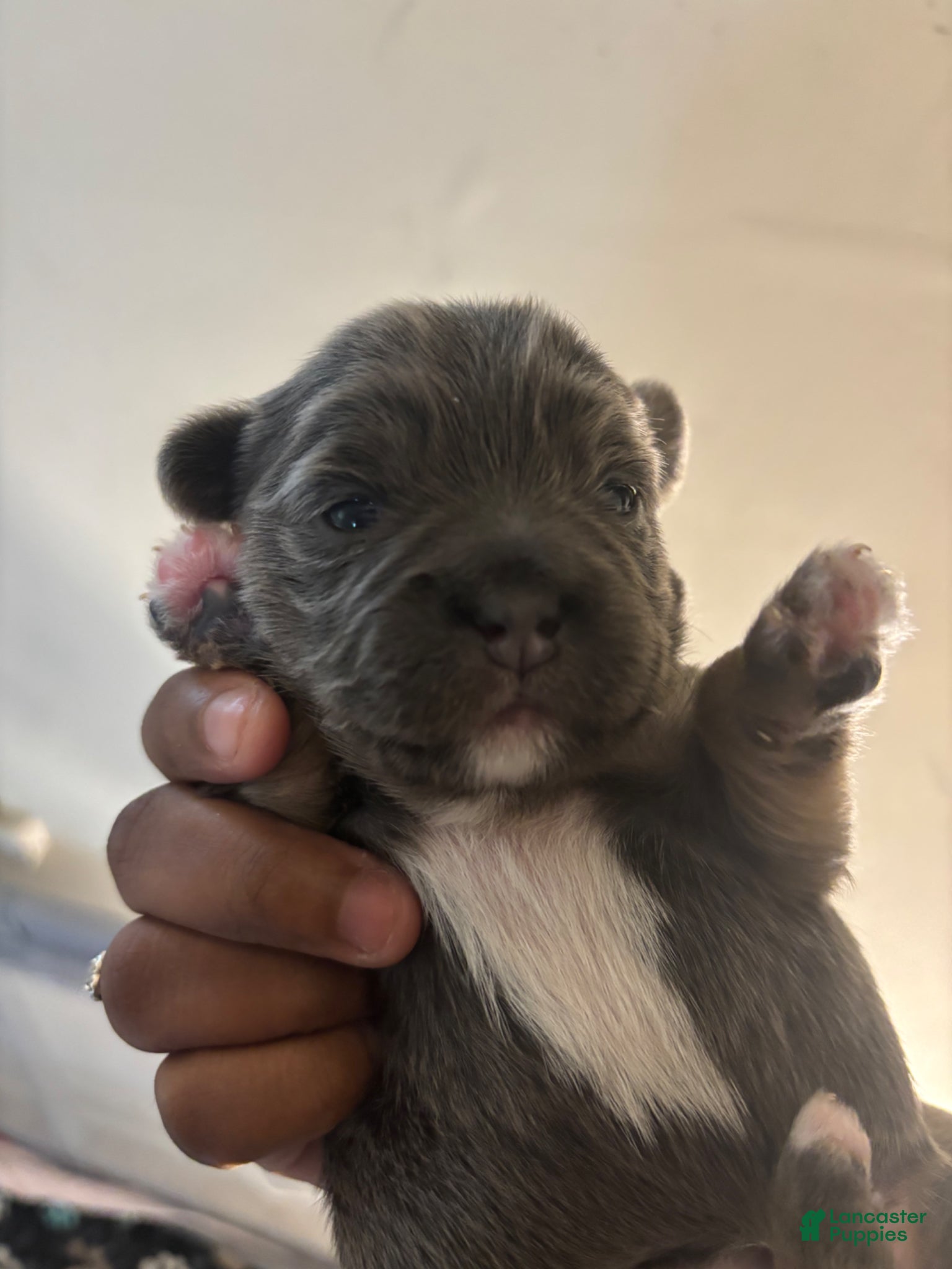 Mixed Breed dogs Ivy - Ad 32