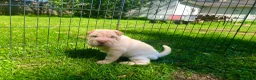 Shar Pei dogs for sale: Shar Pei Puppy 6 - Ad 9