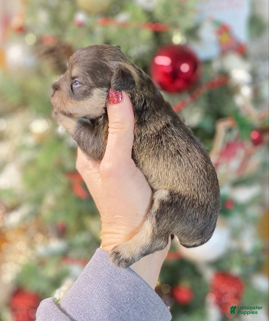 Miniature Schnauzer dogs for sale: Miniature Schnauzer Puppy 1 - Ad 2