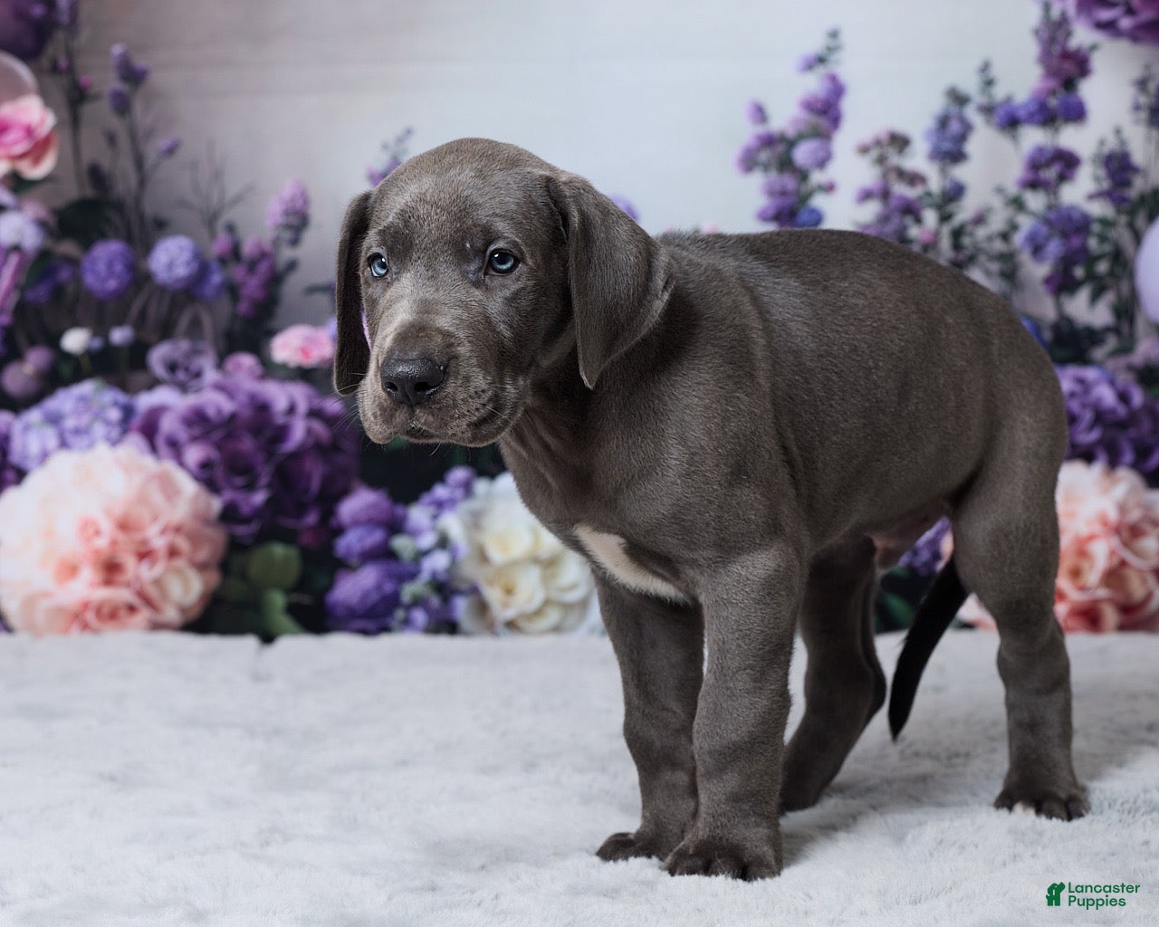 Great Dane dogs Luke - Ad 2