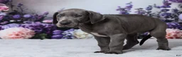 Great Dane dogs for sale: Luke - Ad 2
