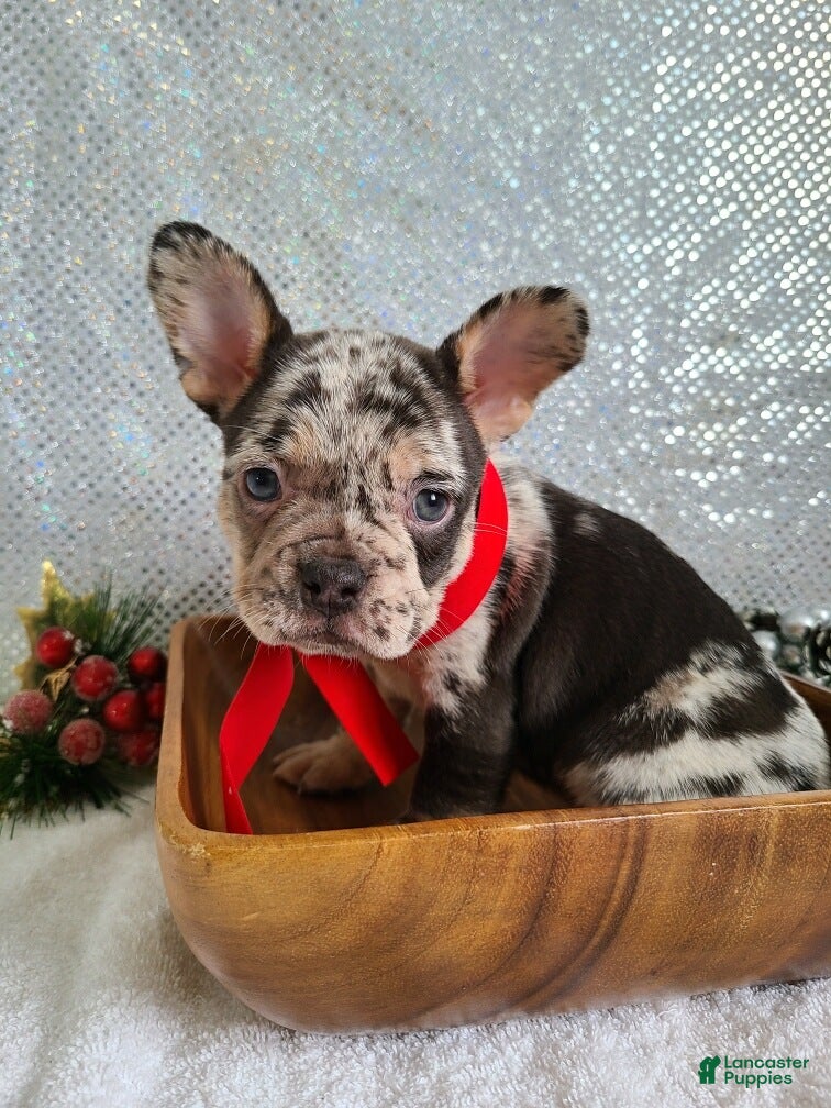 French Bulldog dogs Spotty - Ad 15