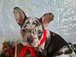 French Bulldog dogs Spotty - Ad 7