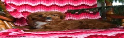Cavapoo dogs for sale: Archie - Ad 3