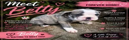 Mixed Breed dogs for sale: Betty - Ad 1