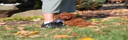 Cavapoo dogs for sale: Pearl - Ad 21