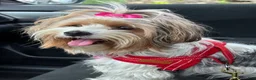 Morkie dogs for sale: Polo - Ad 2