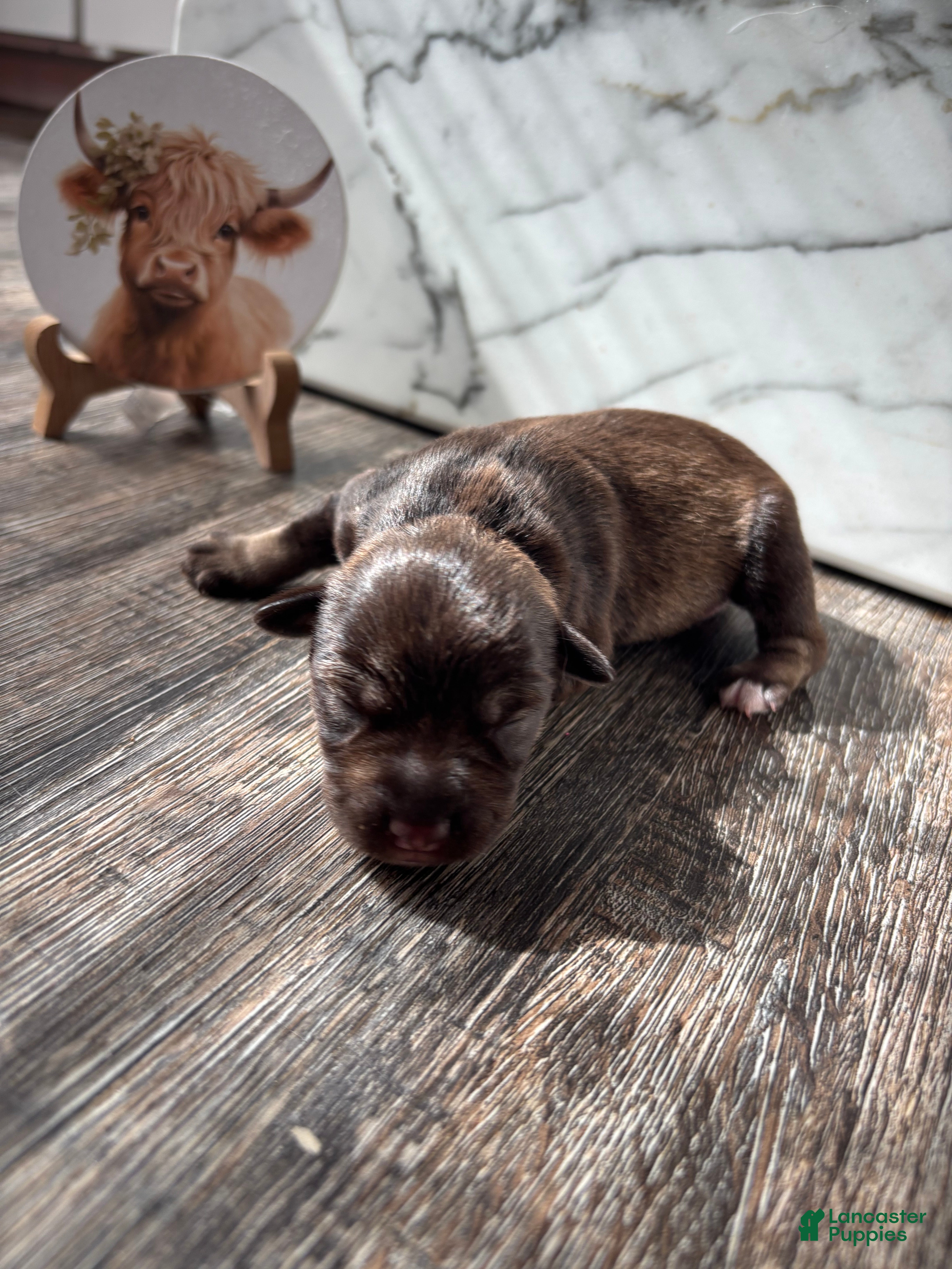 Miniature Schnauzer dogs Miniature Schnauzer 1 - Ad 5