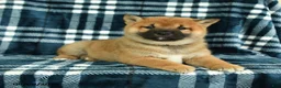 Shiba Inu dogs for sale: Samson - Ad 5