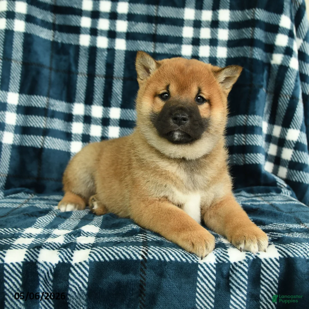 Shiba Inu dogs for sale: Samson - Ad 5