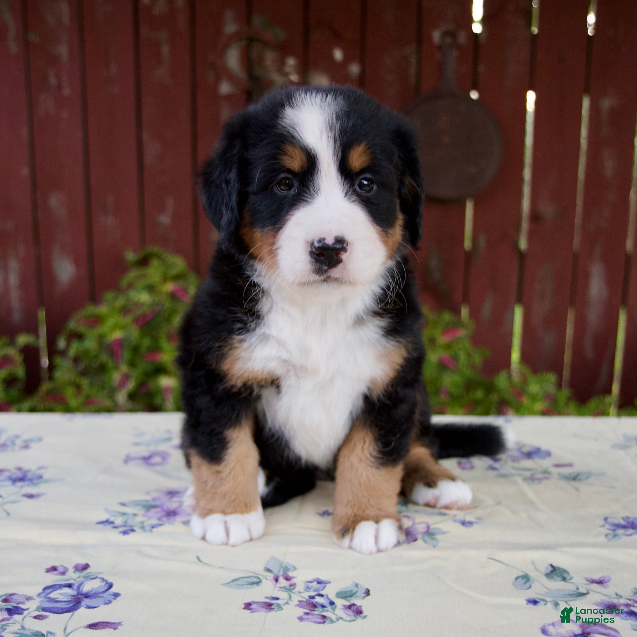 Bernese Mountain Dog dogs Sadie - Ad 1
