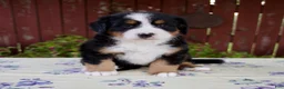Bernese Mountain Dog dogs for sale: Sadie - Ad 1