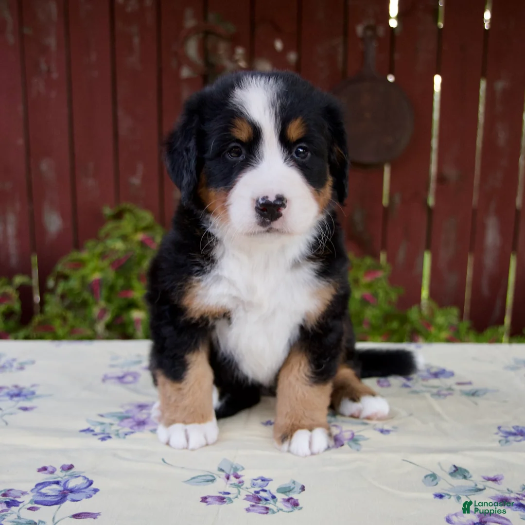 Bernese Mountain Dog dogs for sale: Sadie - Ad 1