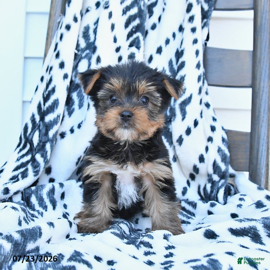 Yorkshire Terrier dogs for sale: Cherry - Ad 2
