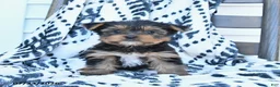 Yorkshire Terrier dogs for sale: Cherry - Ad 1