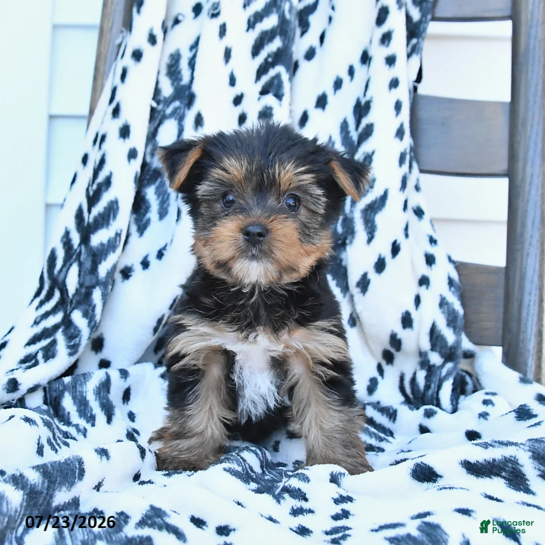 Yorkshire Terrier dogs for sale: Cherry - Ad 1