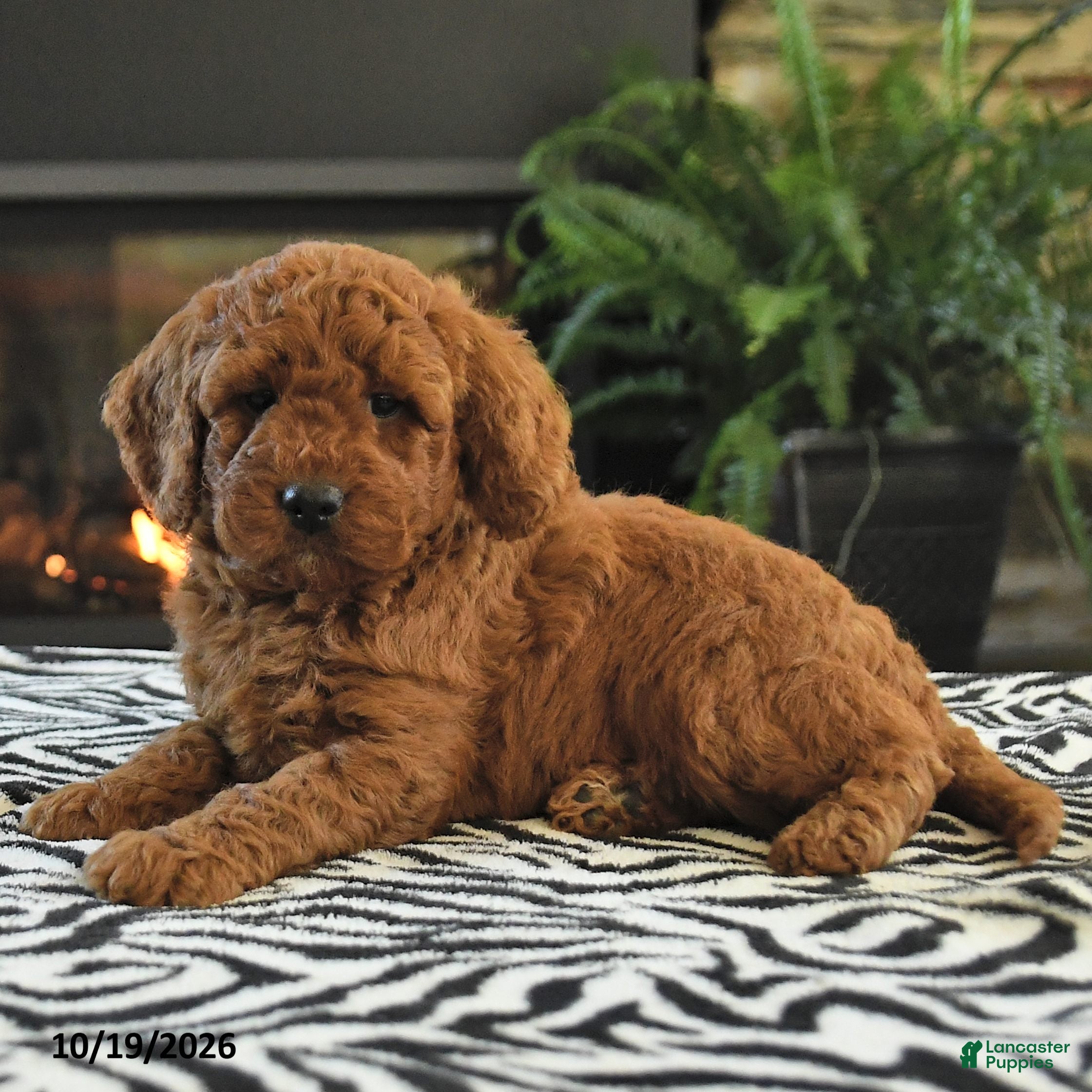 Mini Goldendoodle dogs Lamar - Ad 2