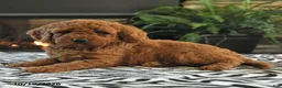 Mini Goldendoodle dogs for sale: Lamar - Ad 2